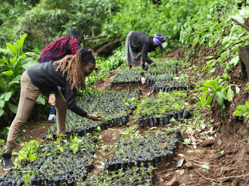 10,000 tree seedlings